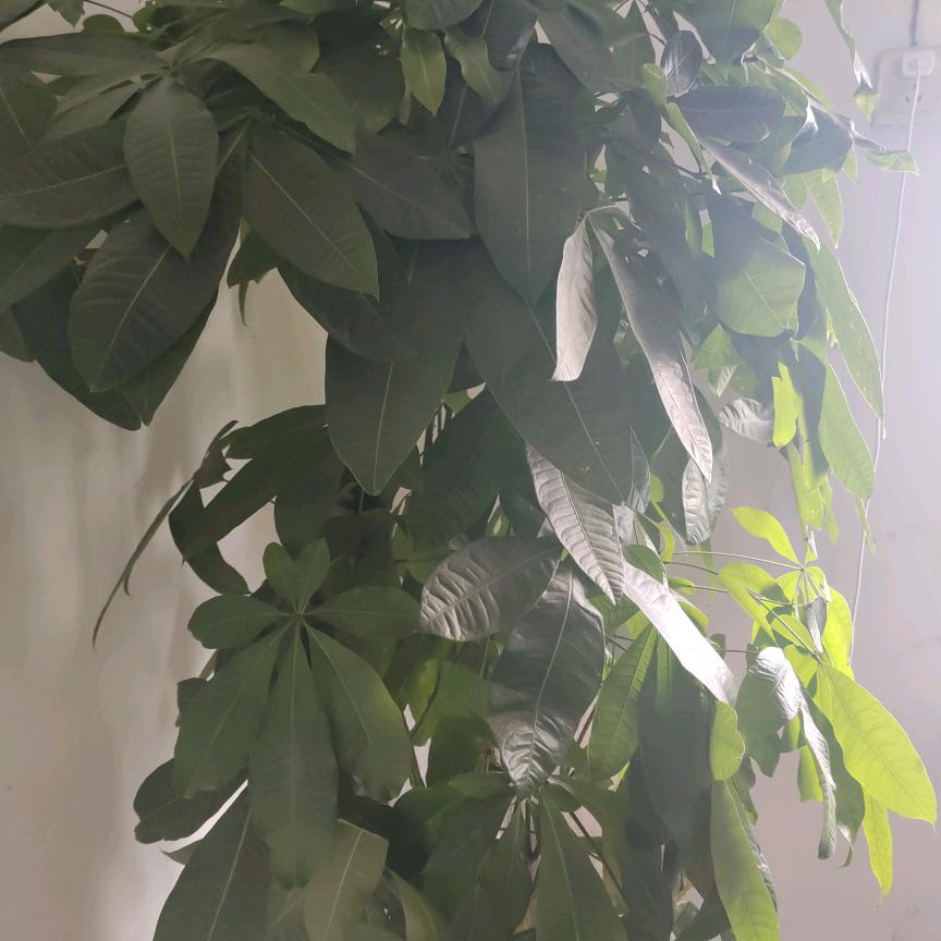 平平淡淡才是真_57660