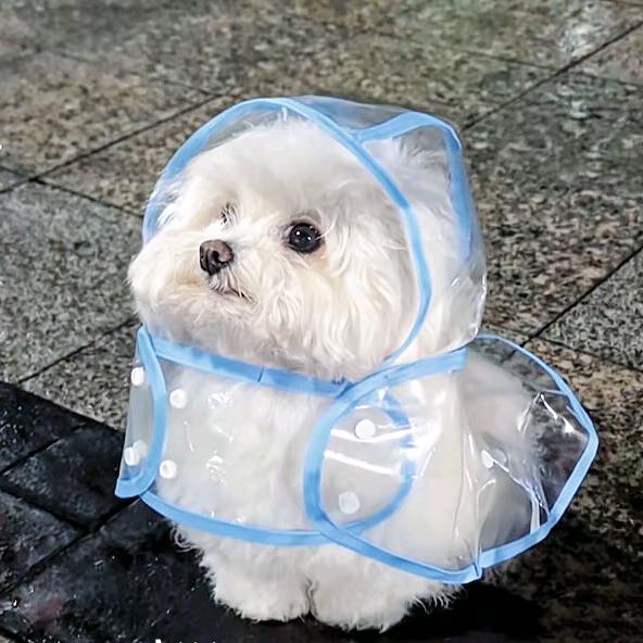 榴莲狗