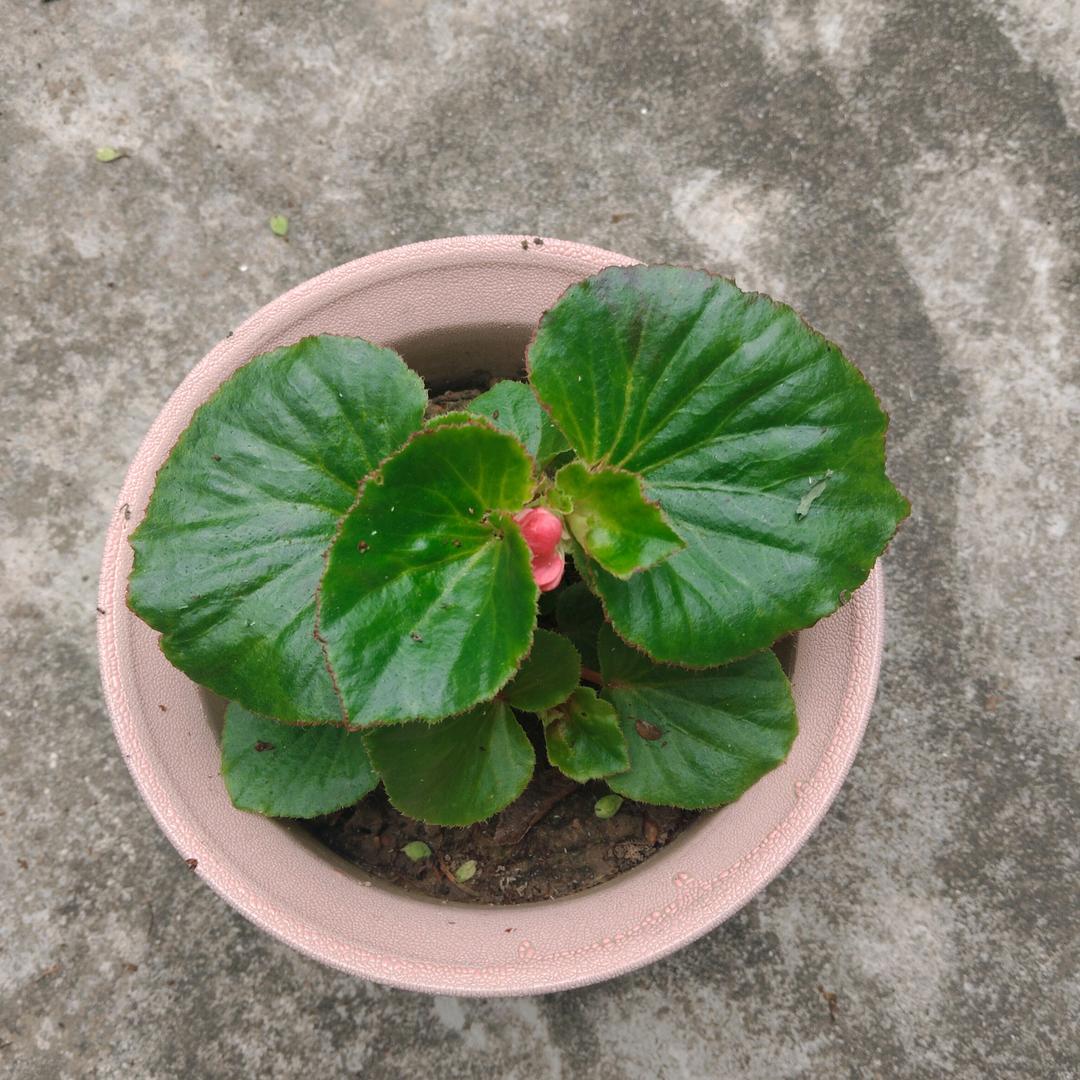 萌物粉