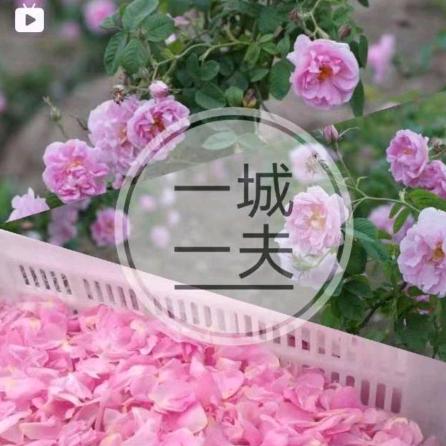 一城玫瑰慧