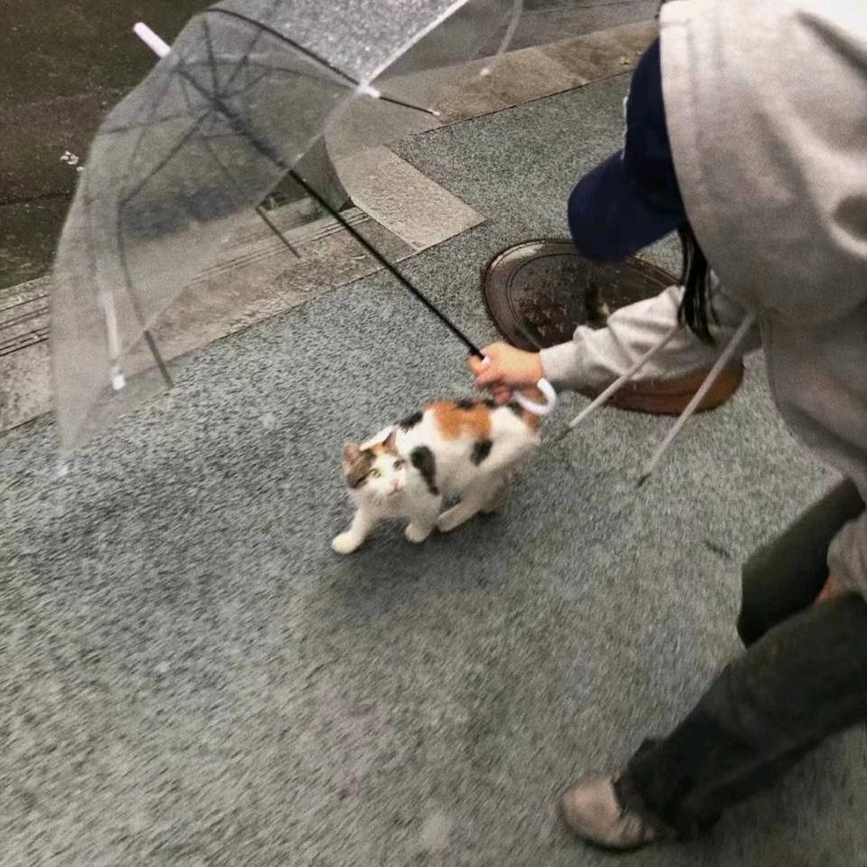 烷氮梨
