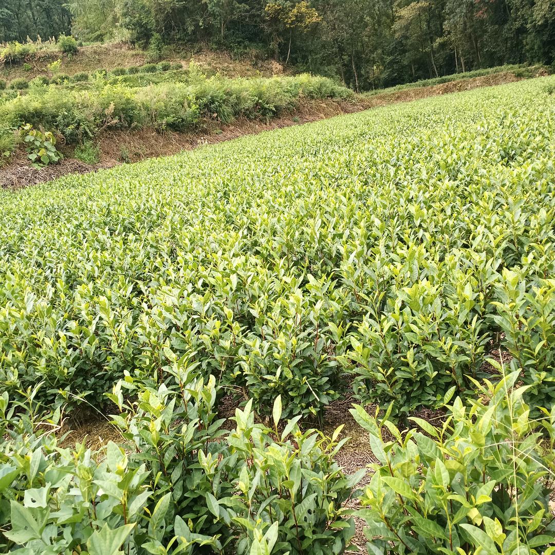 滢🐱娜🐷涛🐮静🐯