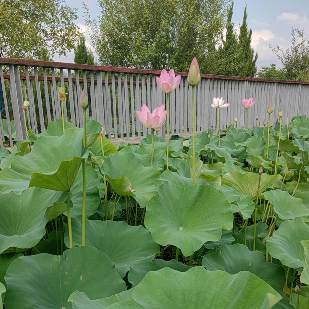 💞忕ᨶ႒ᩚ佪ᥫᩣ໌້.💞ᨶ