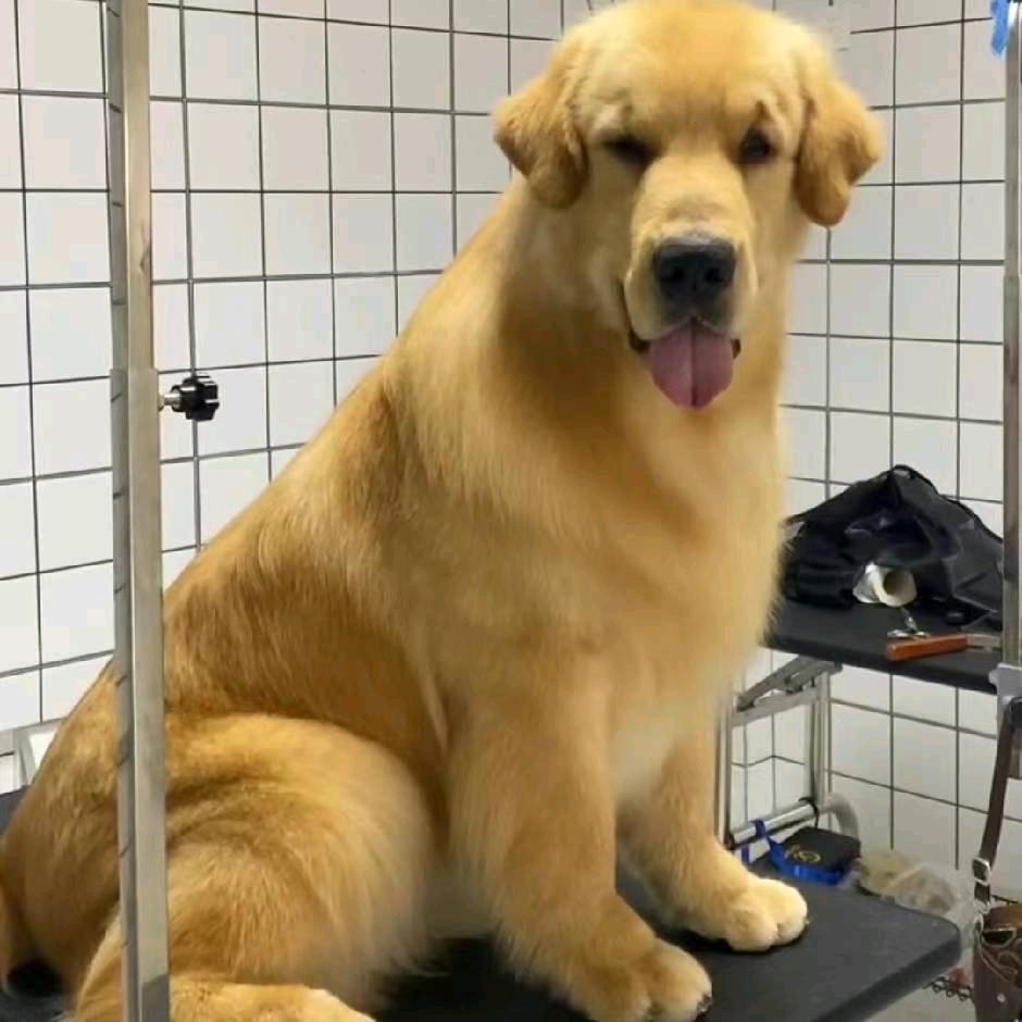 博雅金毛犬舍