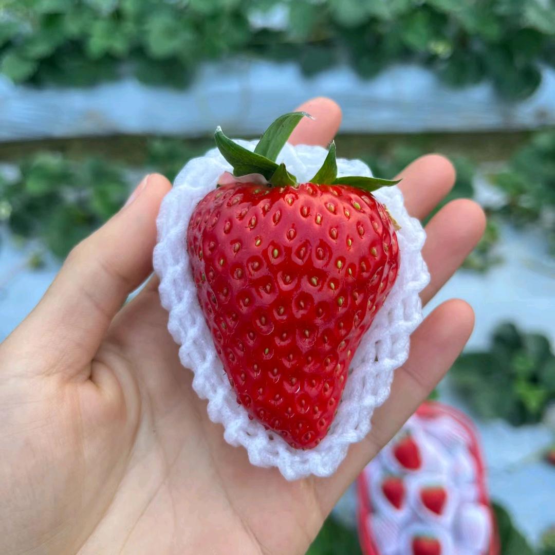 成都市天府新区草莓王果园