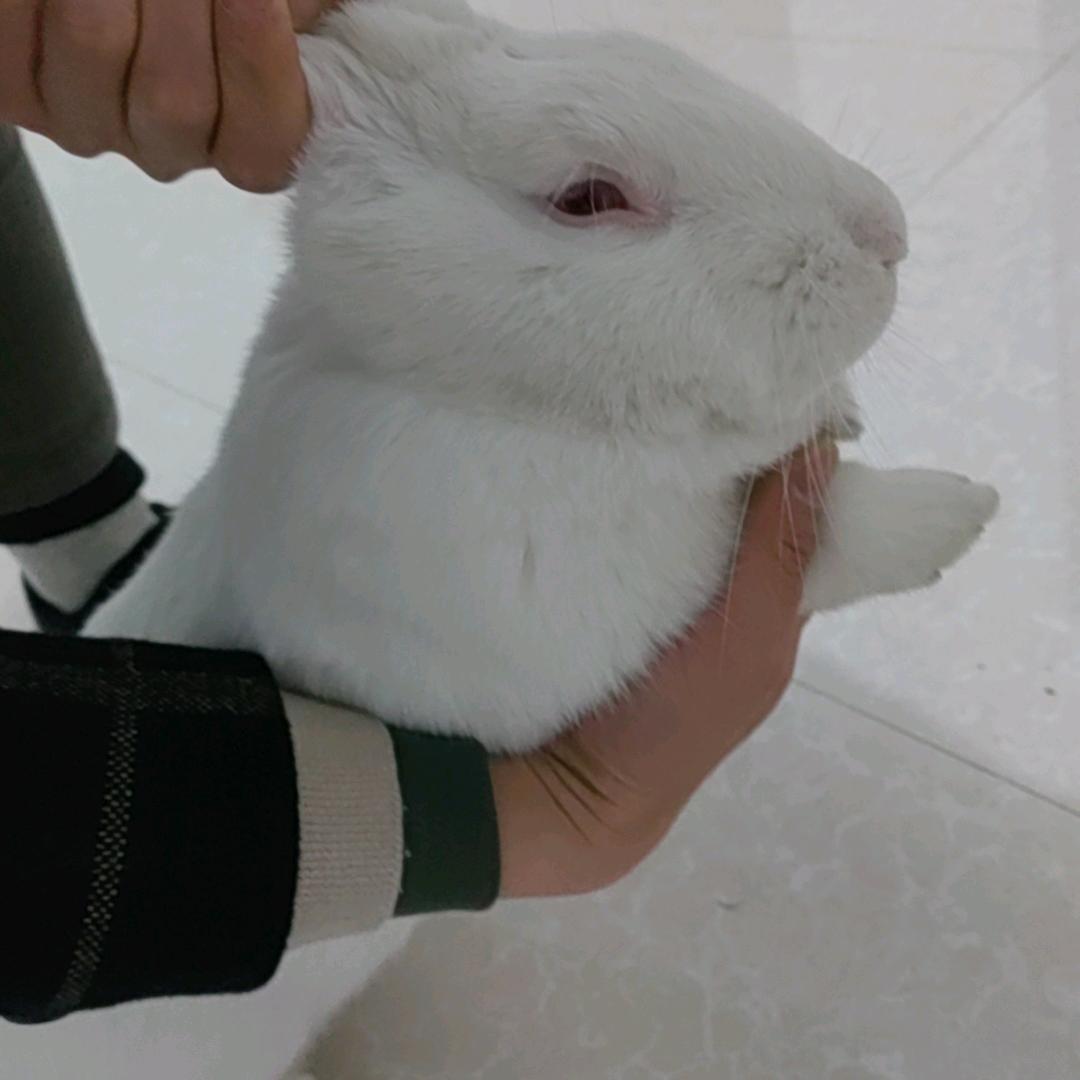 南京小白