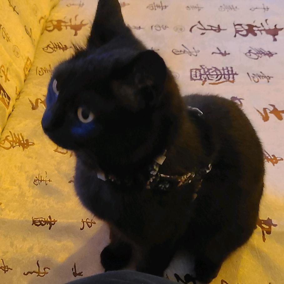 猿粪hh