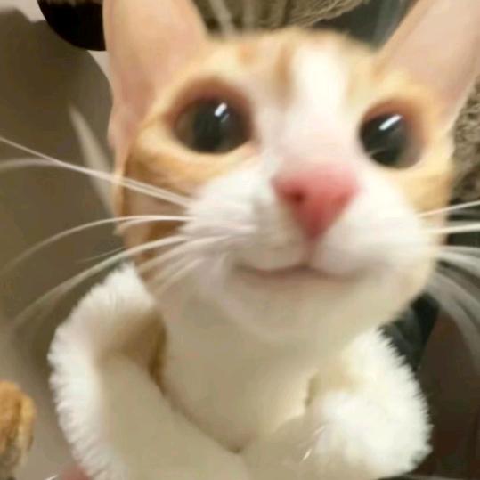 梅熙小猪猪