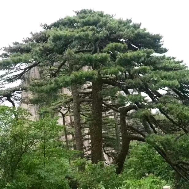 青松