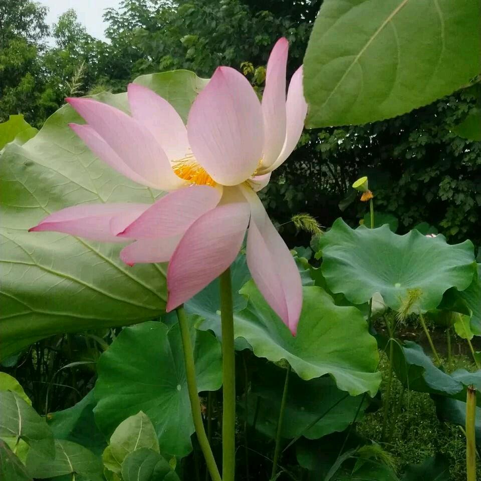 浪花