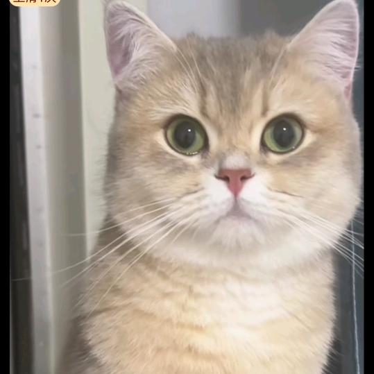 圆头猫
