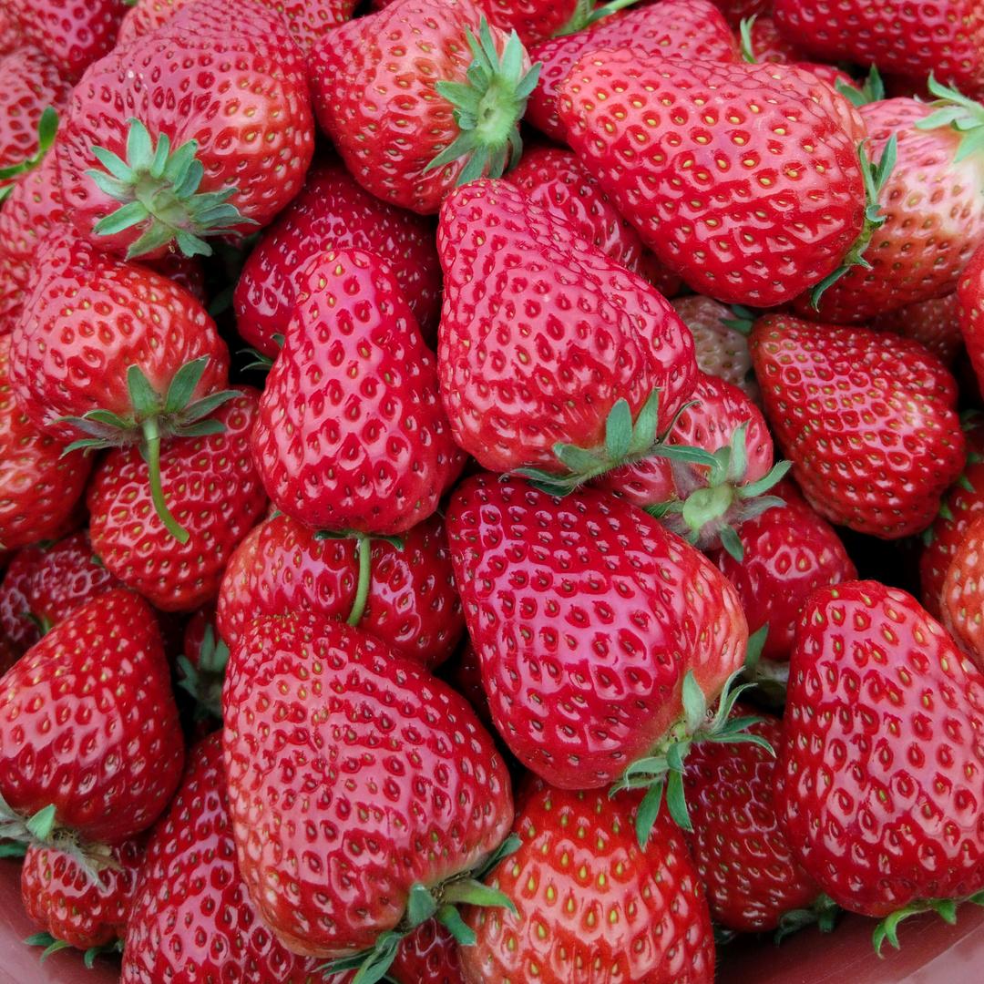 甜心🍓草莓采摘园