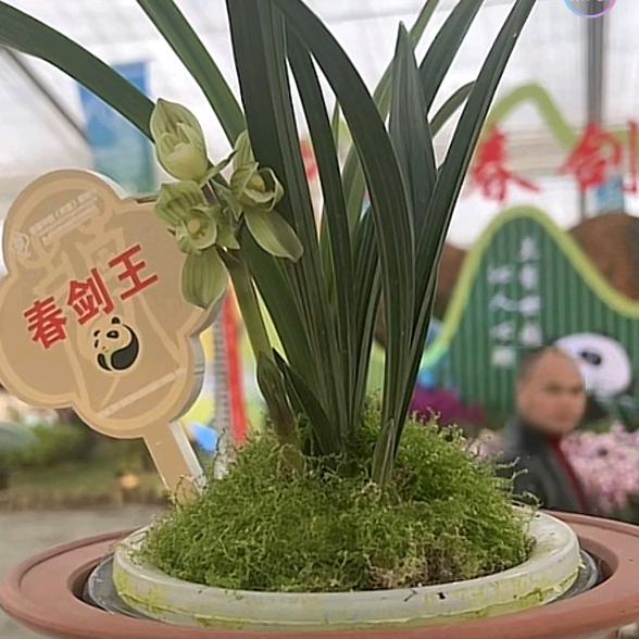 驰诚兰苑