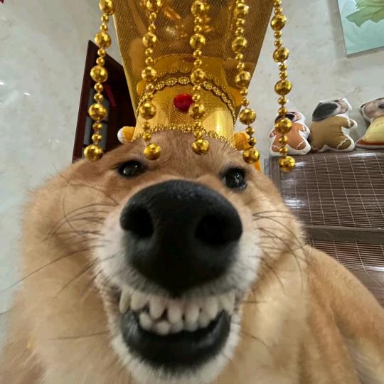 去码头整点薯条🍟