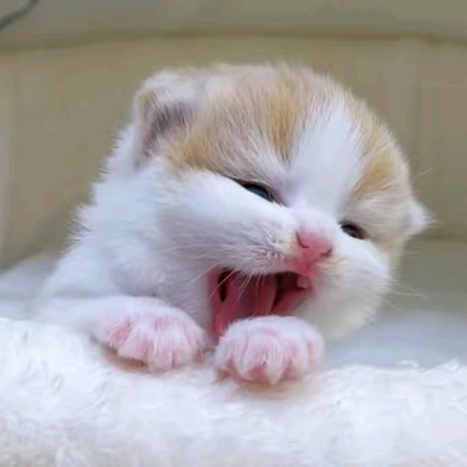 河源市江东新区星漫百货商行（个体工商户）