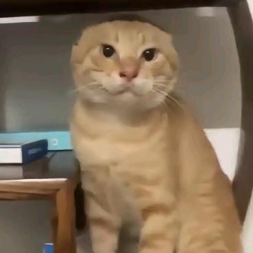 靐滟龇（耄耋）