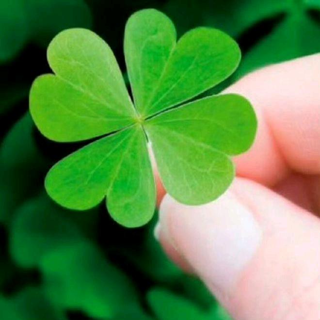 幸运草🍀