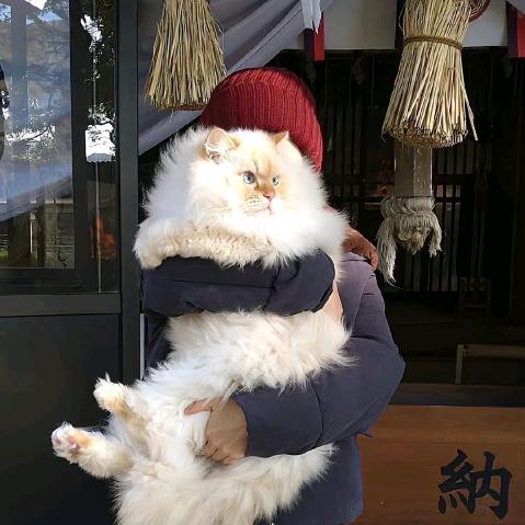 胡萝卜