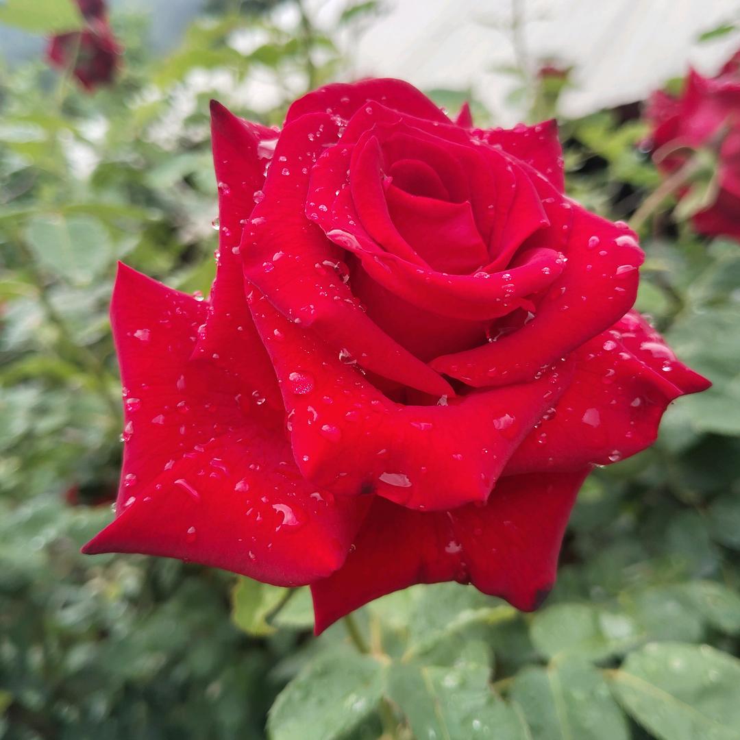 小吴同学【试管中、好孕】