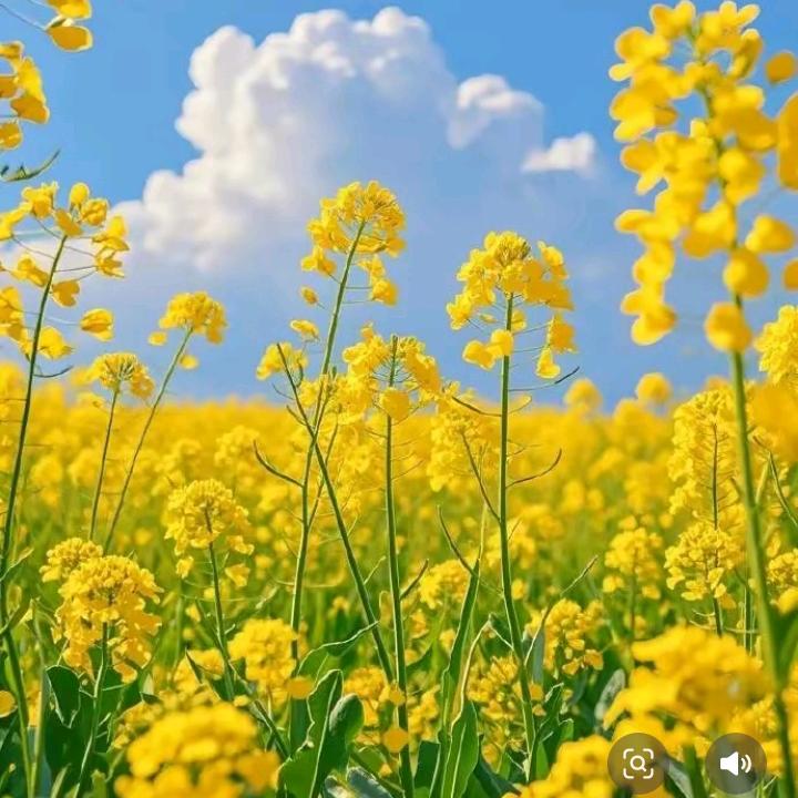 A杨记鲜榨菜籽油