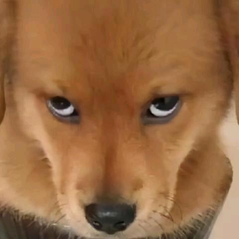 风尘达达