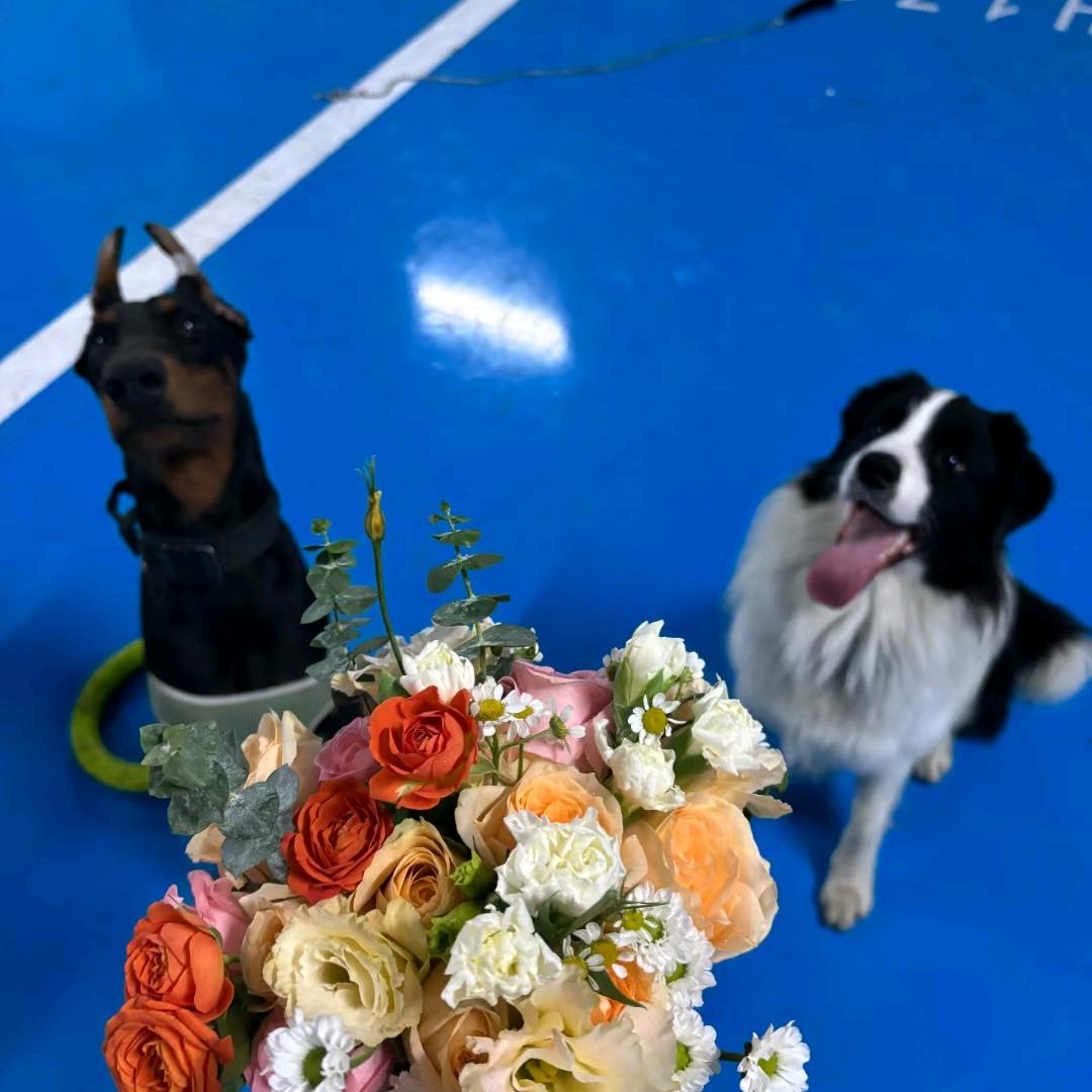 你有狗吗 我有好多