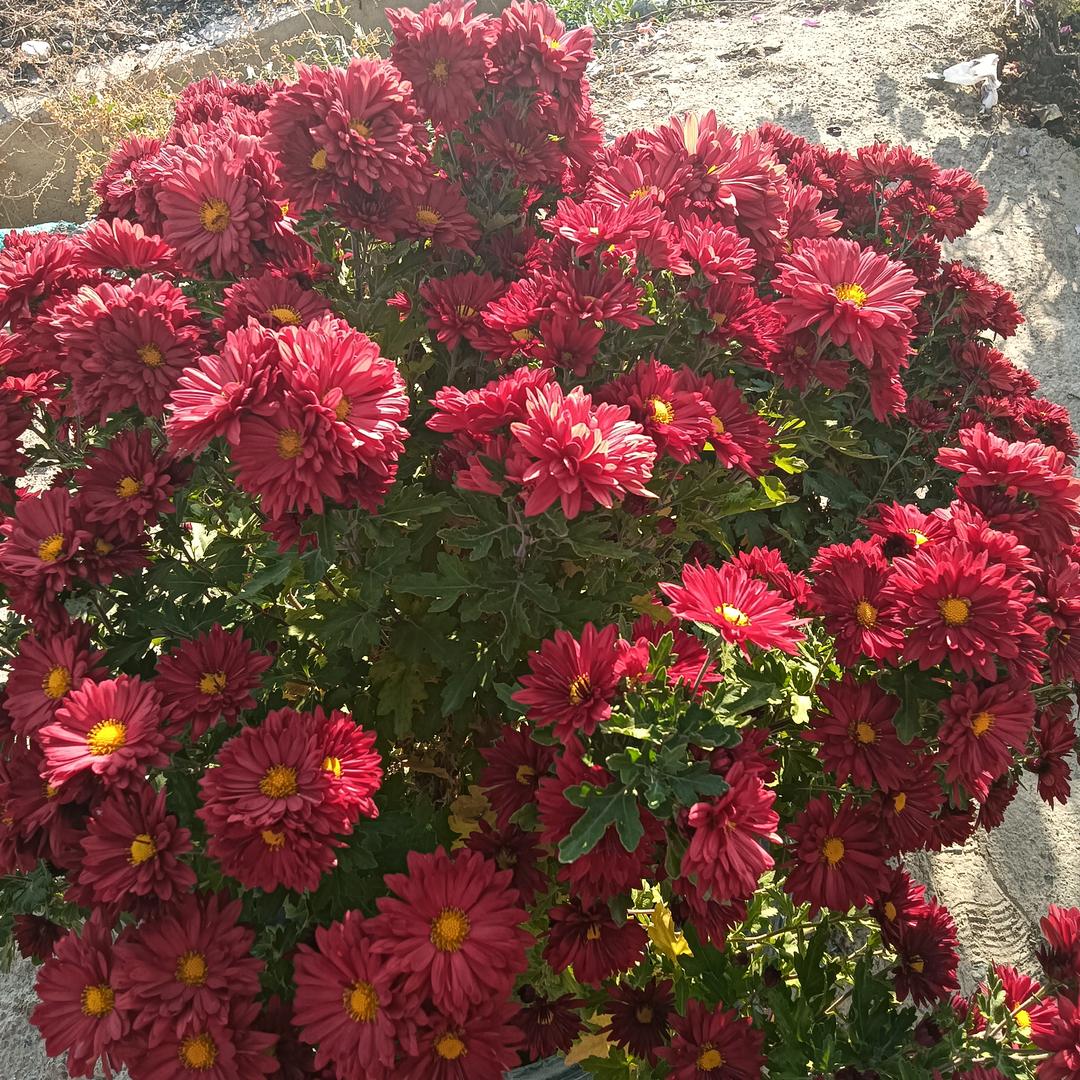 红玫瑰
