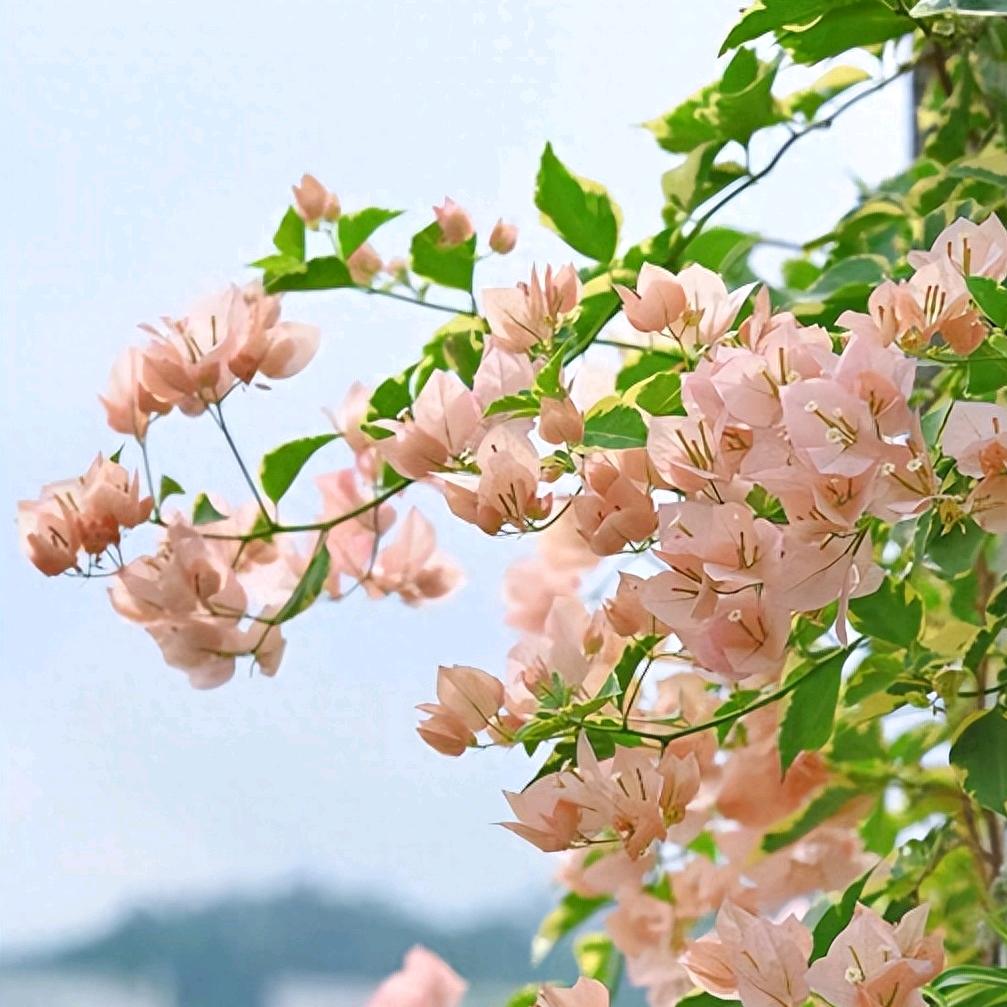 小城花卉