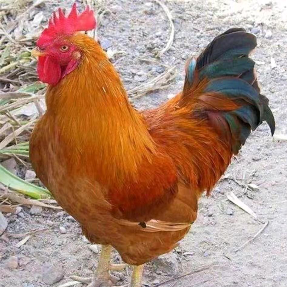 养鸡小妙招