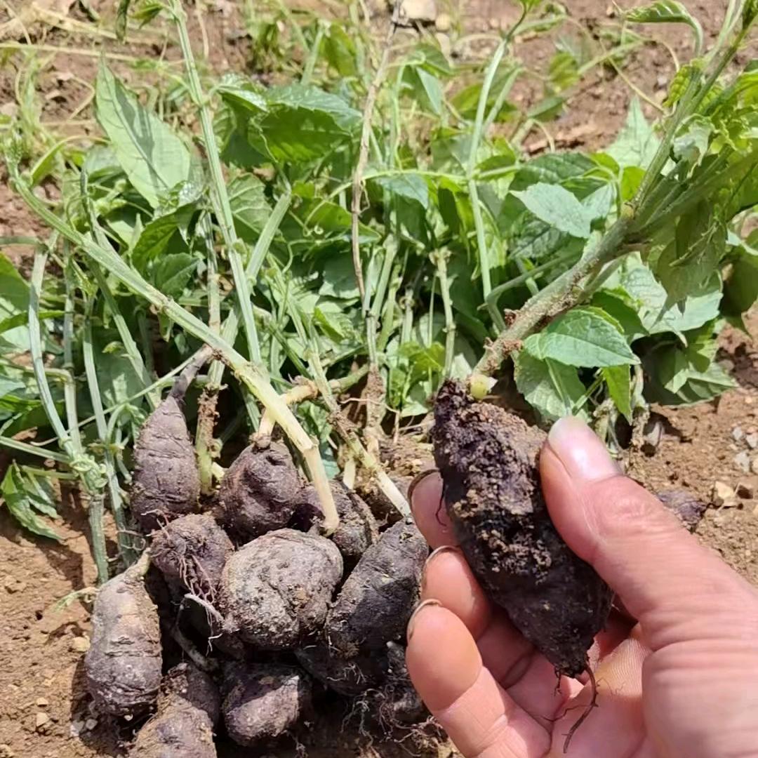 小小种植技巧