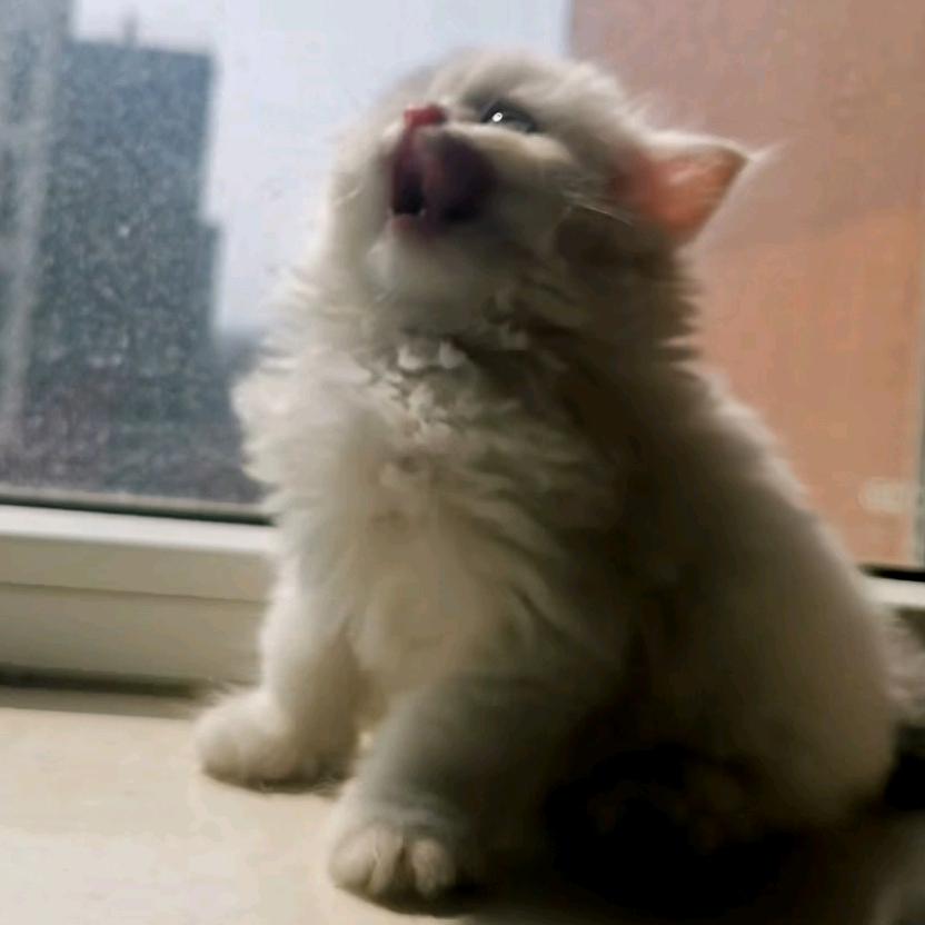 来福不吃鱼