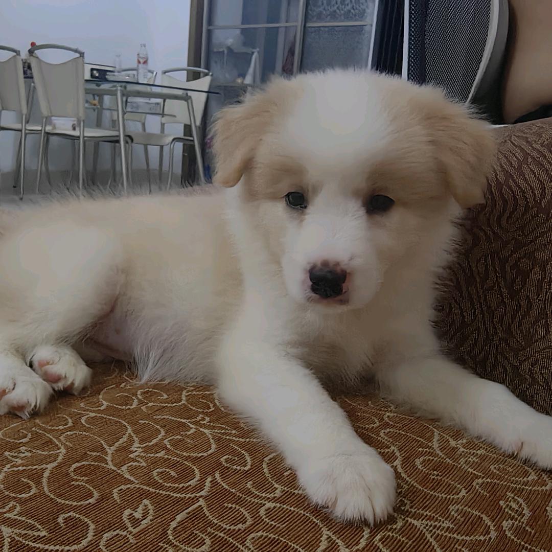 家有金边叫念念