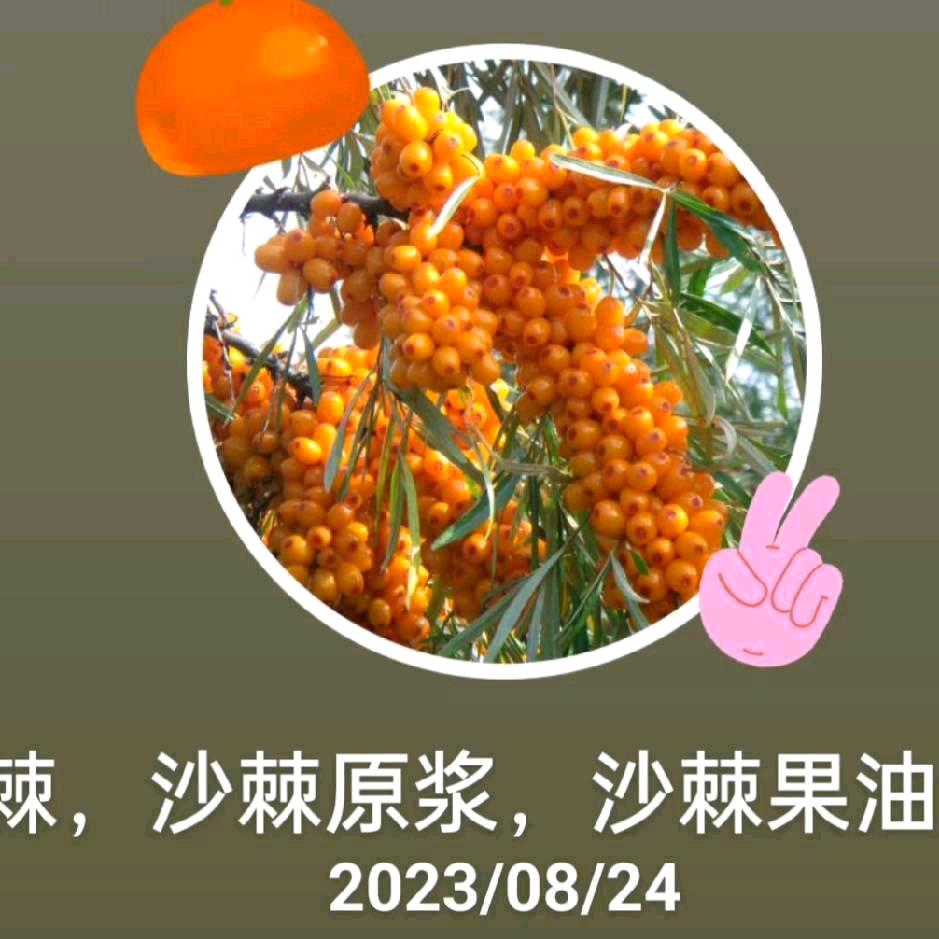 沙棘生物科技