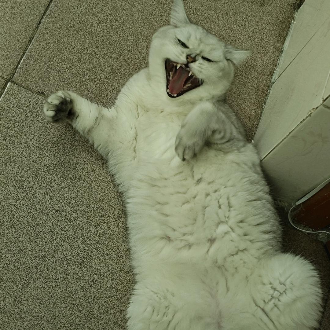 奥黛丽赫本人（互捞版）