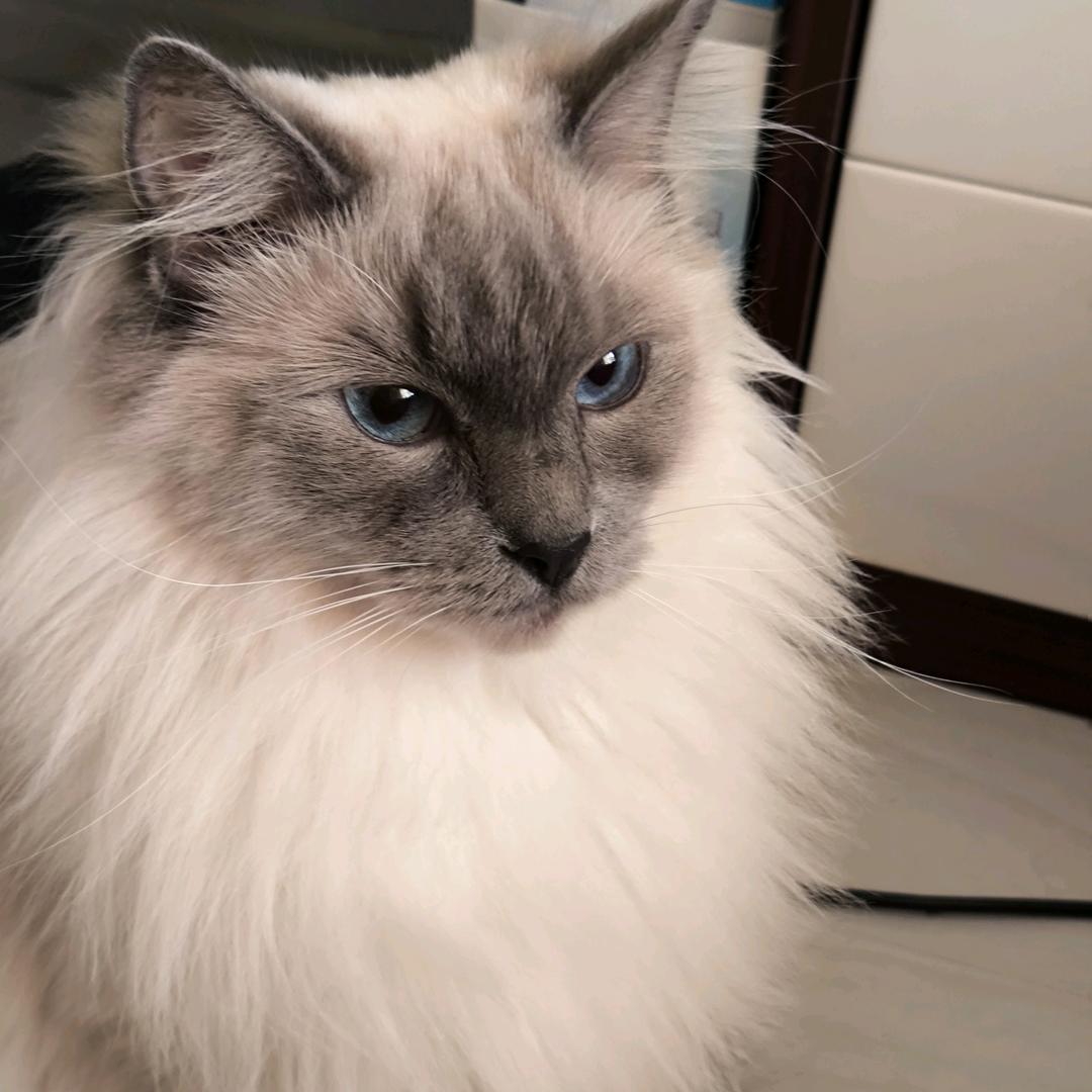 李二丫同学