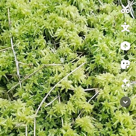 惠水县专业种植海花草