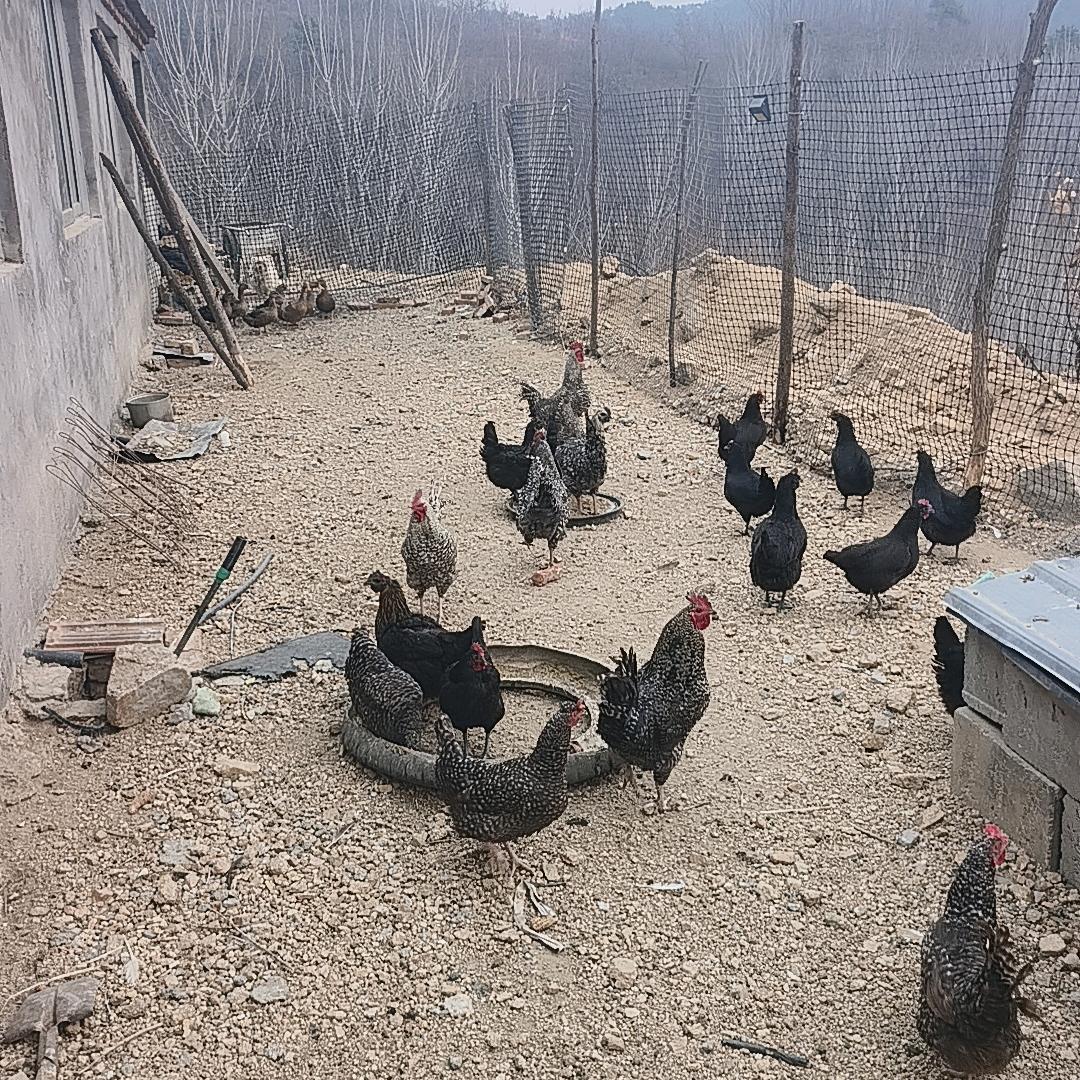 王大叔:᭄ཽ࿆挣💰渡余生