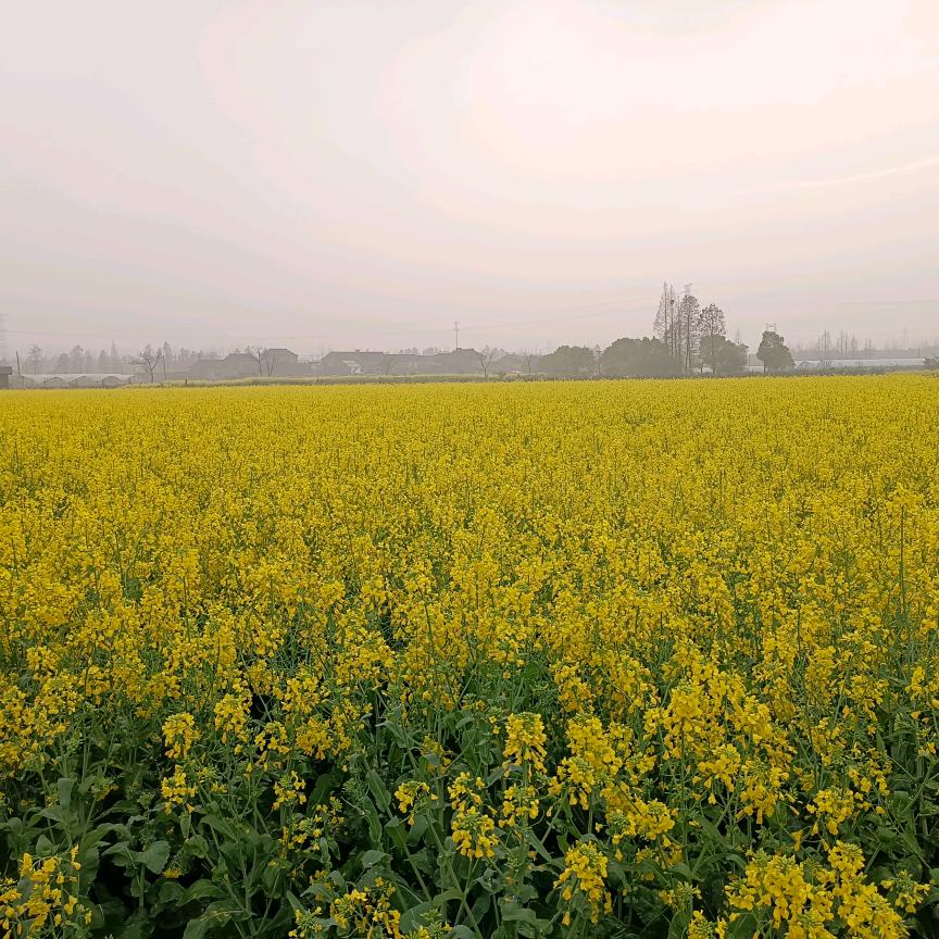 半成烟沙╭(╯ε╰)╮忆空城