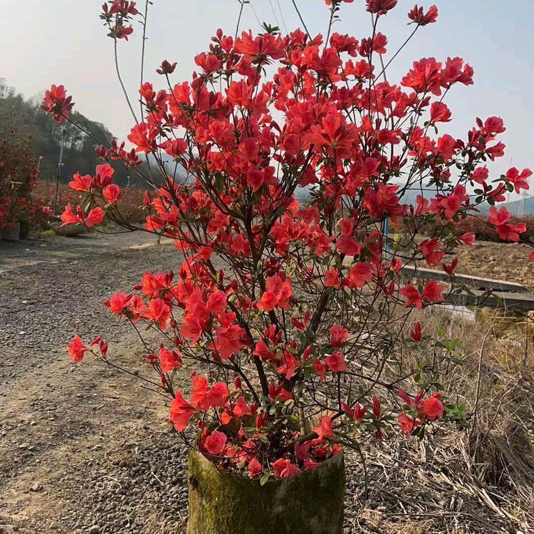 映山红驯化繁殖基地