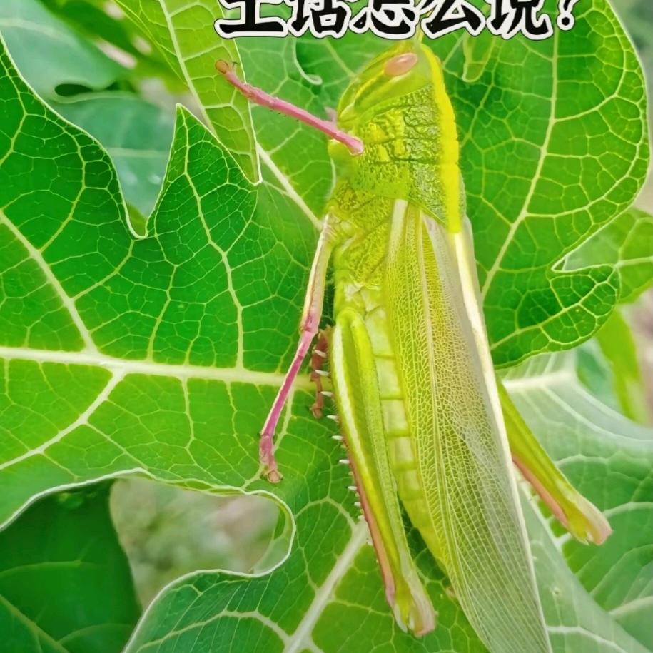 🔥无名🔥