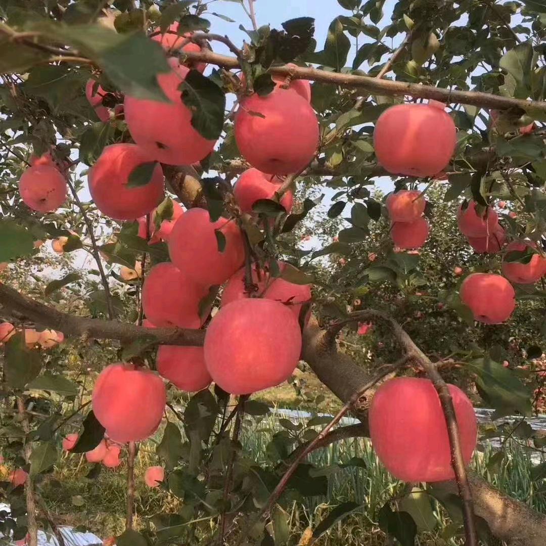 一颗苹果树