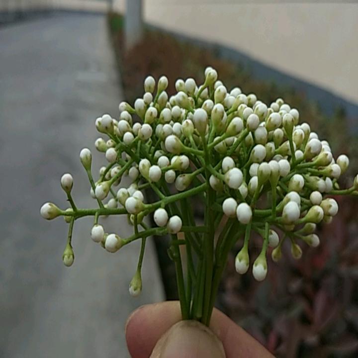 果子哥