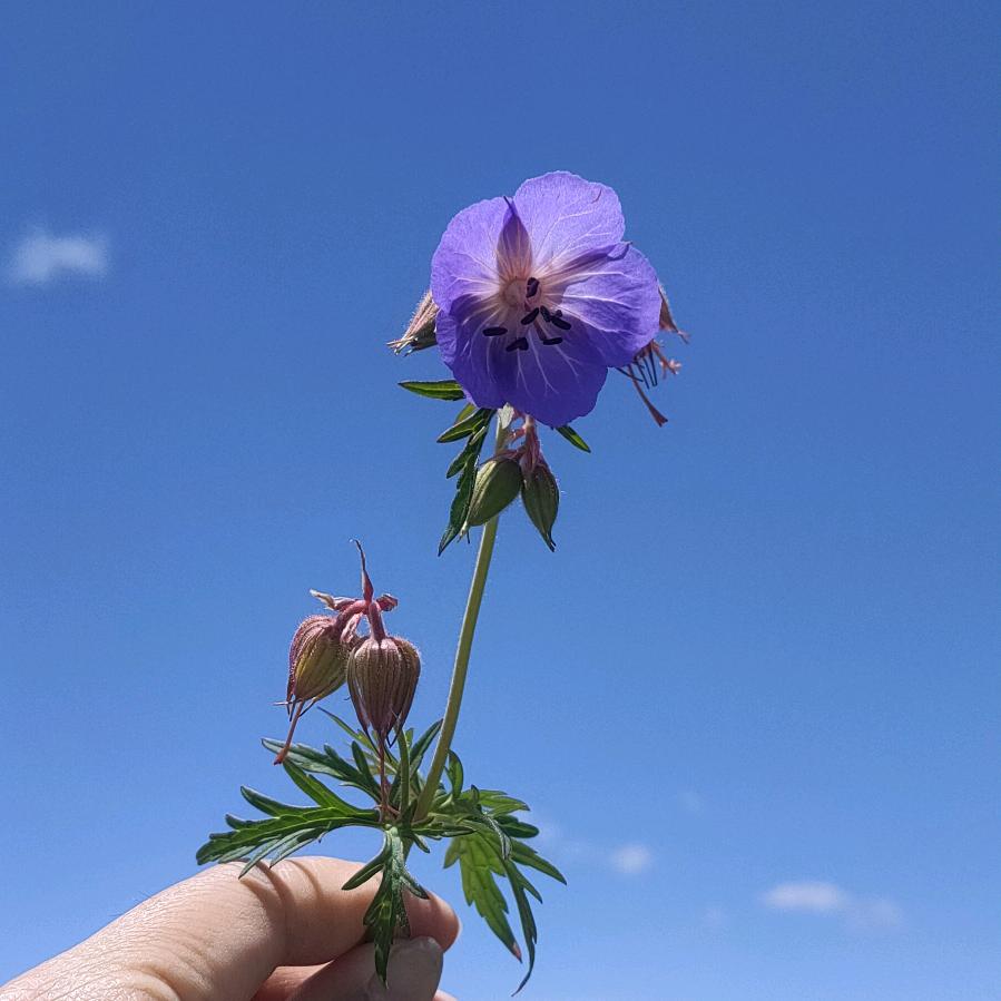 崇州❤萍萍苗木园