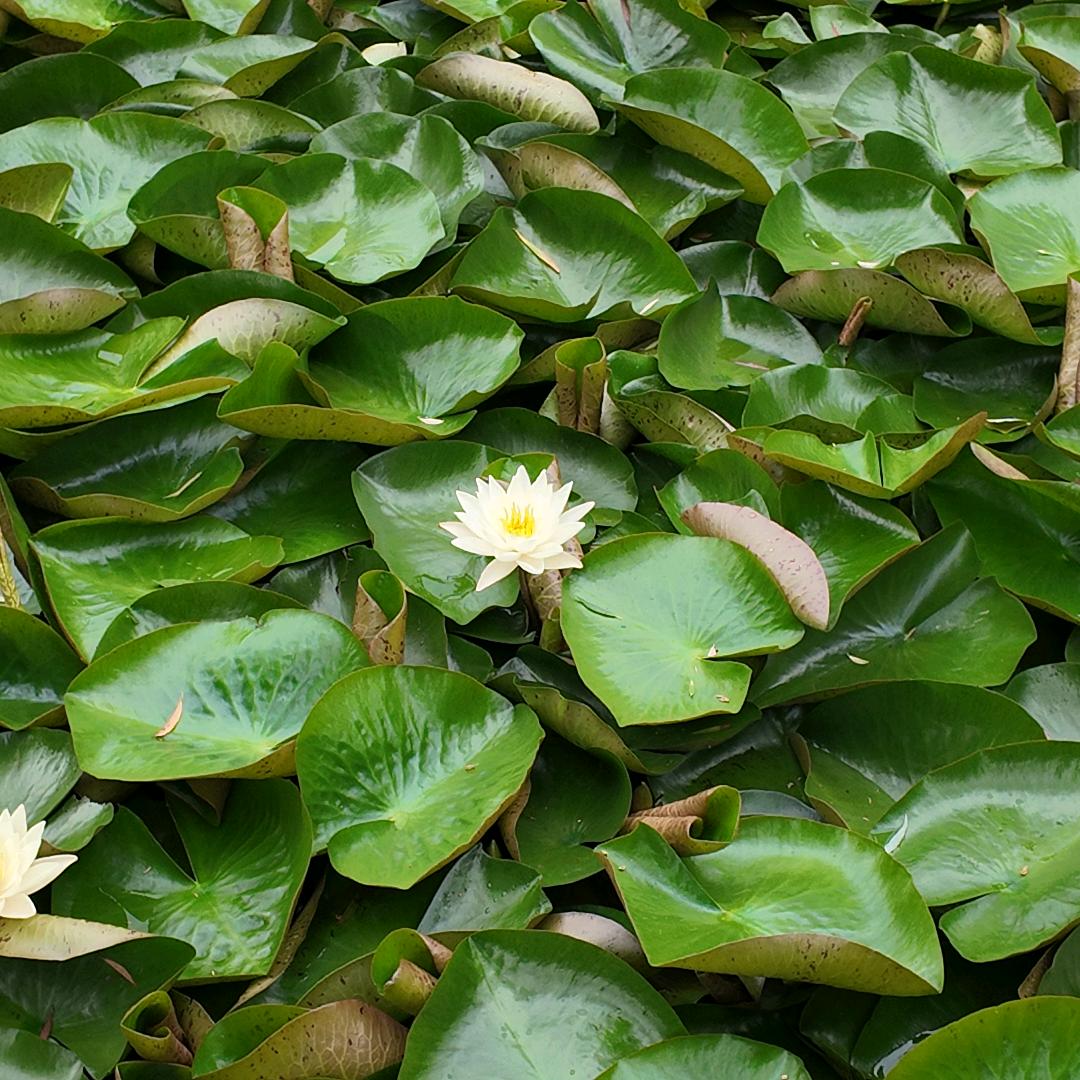 银渐层（想要金凤活珠子广告版）