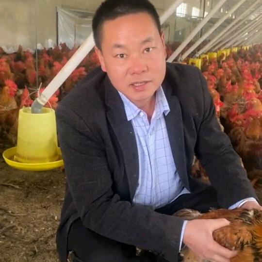 麻江范家寨网红大公鸡