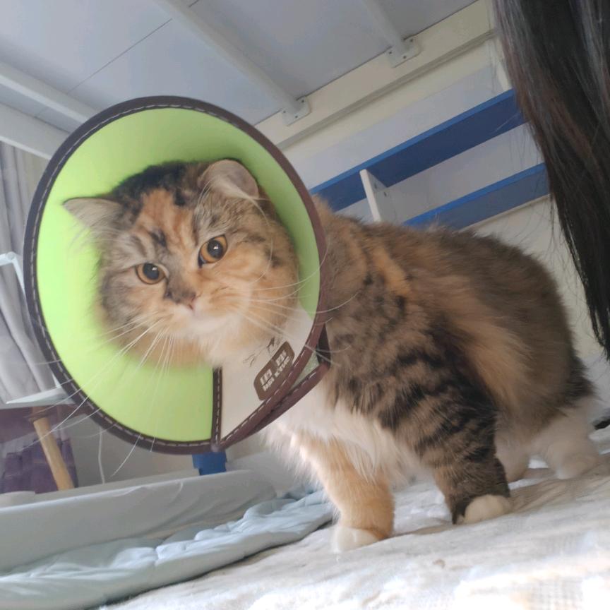 天了噜