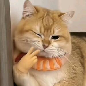 猫头姐姐（唯）