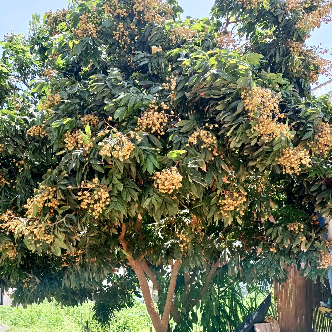 开心的小恐龙