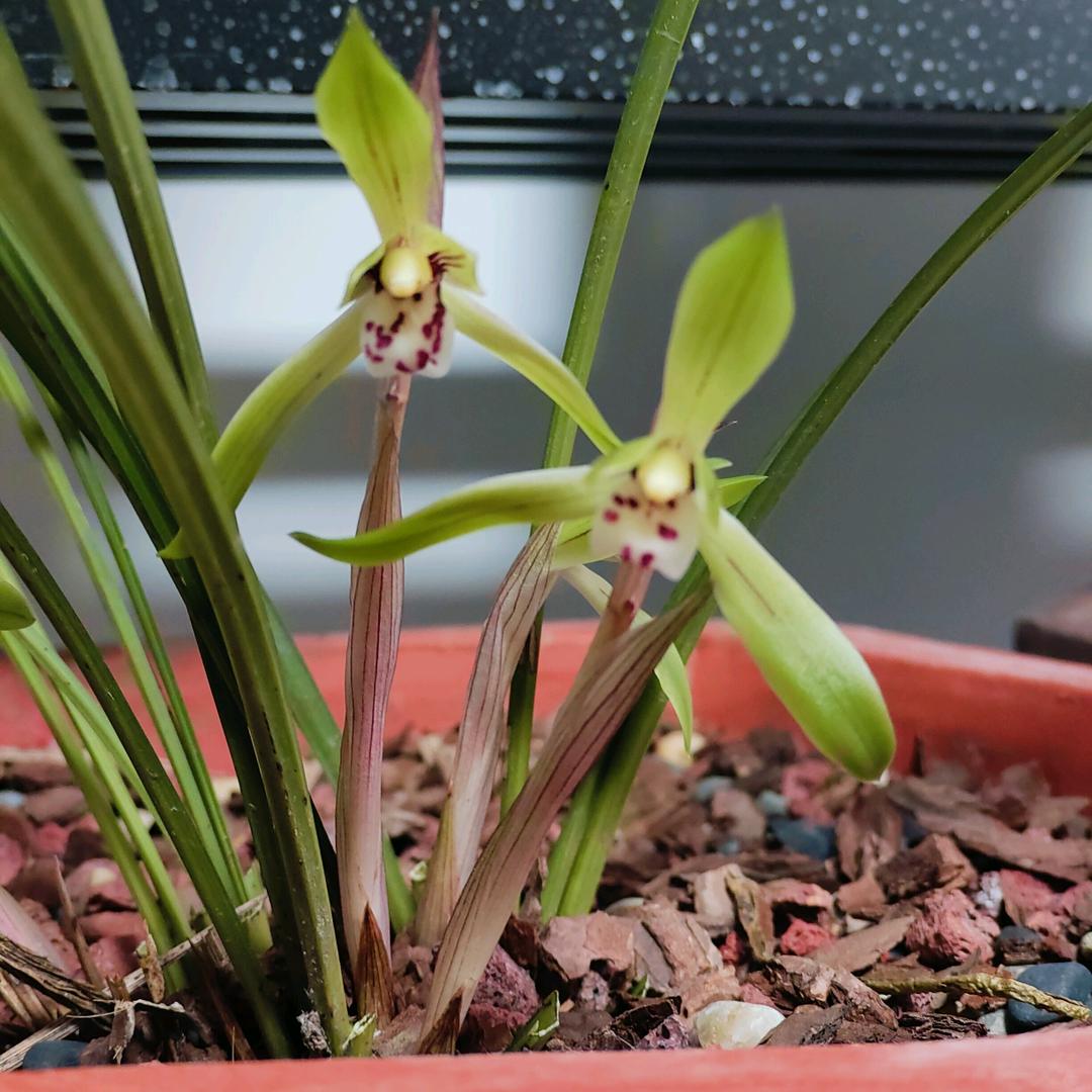 防水一哥：光头强