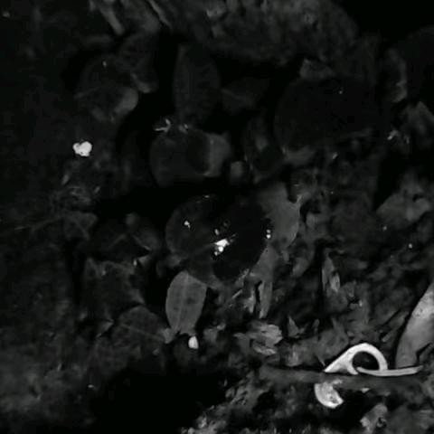 在割的韭菜头像